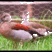 Ringed Teal